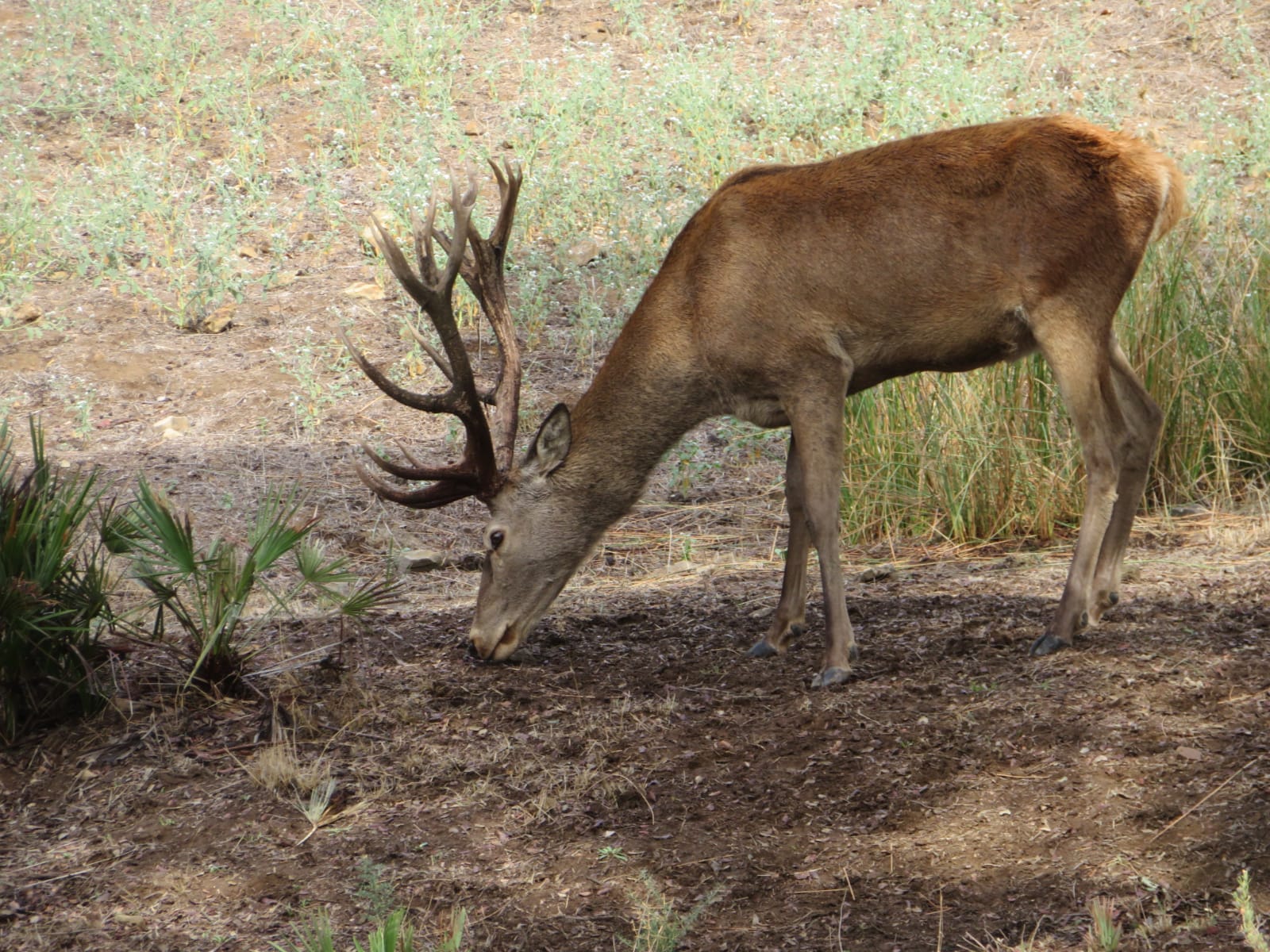 Este venado nos dejó acercarnos y pudimos observarlo así de bien